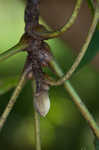 Mockernut hickory